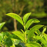 Green Tea Extract